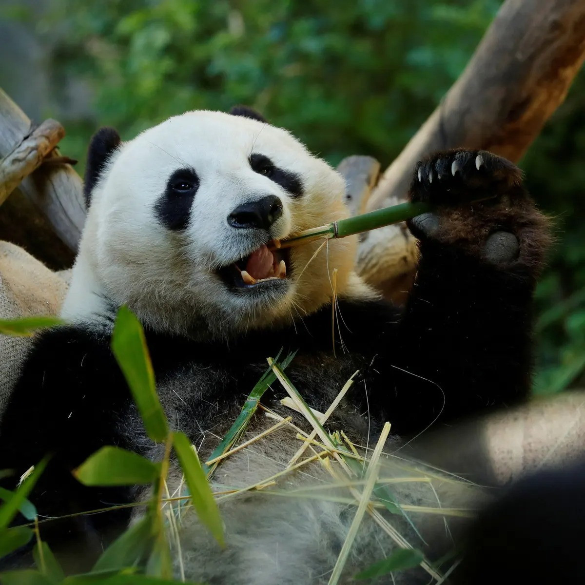 Tuy thuộc về bộ Carnivora (bộ Ăn Thịt), chế độ ăn của gấu trúc chủ yếu là thực vật, với 99% khẩu phần là tre, trúc. Đôi khi người ta cũng ghi nhận gấu trúc trong tự nhiên ăn cỏ dại, ăn thịt chim và xác thối. Trong tình trạng nuôi nhốt, chúng ăn cả mật ong, trứng cá và hoa quả.