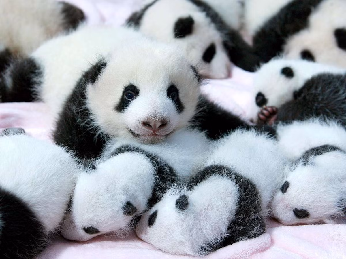 Gấu con có bộ lông phát triển đầy đủ sau 1 tháng, bò được sau 75-80 ngày, bắt đầu ăn được tre trúc sau 6 tháng và có thể sống độc lập khi được 18 tháng đến 2 tuổi. Chúng trưởng thành sinh dục trong độ tuổi từ 4-8. Trong lượng trung bình của gấu trưởng thành từ 100-115 kg.