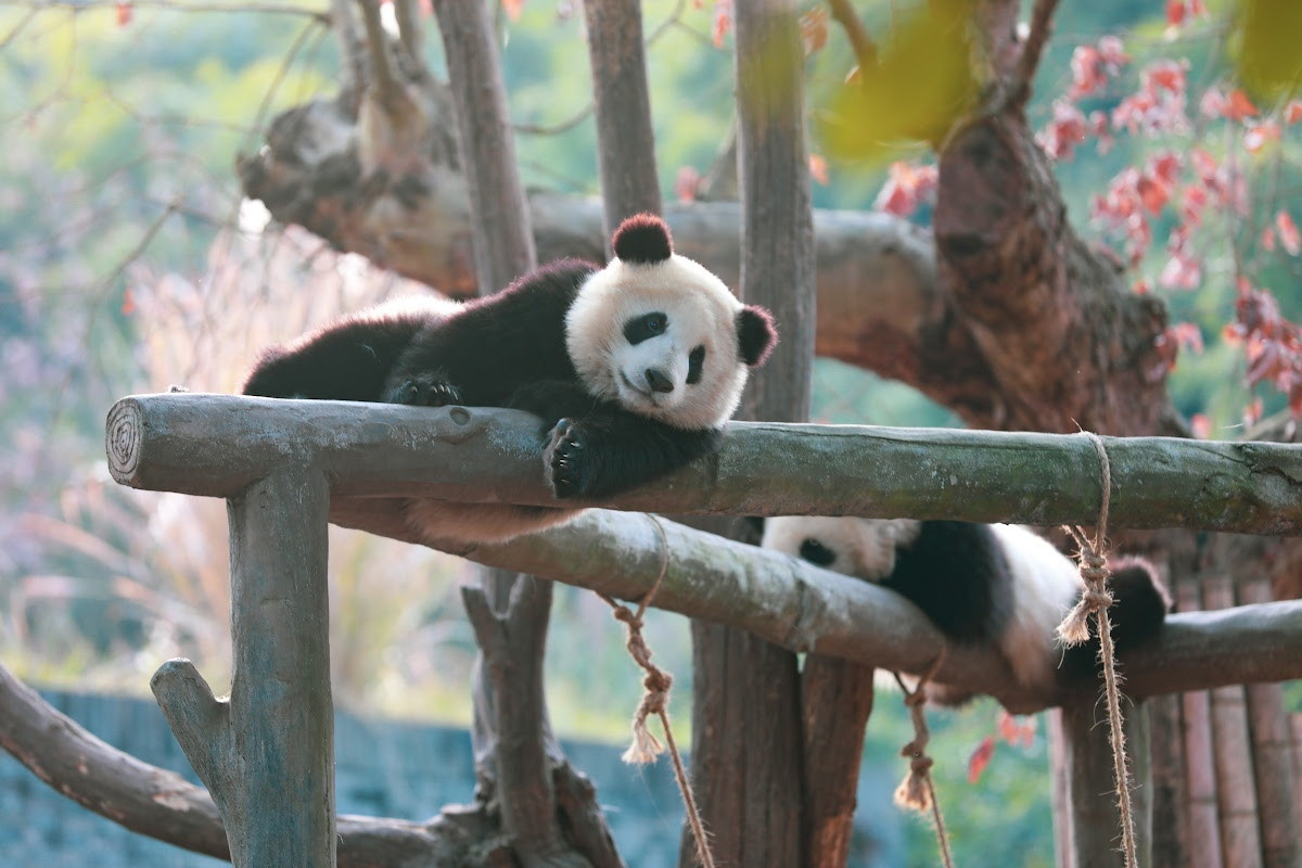 Ngoài quần thể tự nhiên, còn có vài trăm cá thể gấu trúc sống trong điều kiện nuôi nhốt ở Trung Quốc và hàng chục nước khác trên thế giới. Nhiều con trong số đó là quà tặng ngoại giao của Trung Quốc, thường được quốc tế biết đến như chính sách “ngoại giao gấu trúc”.