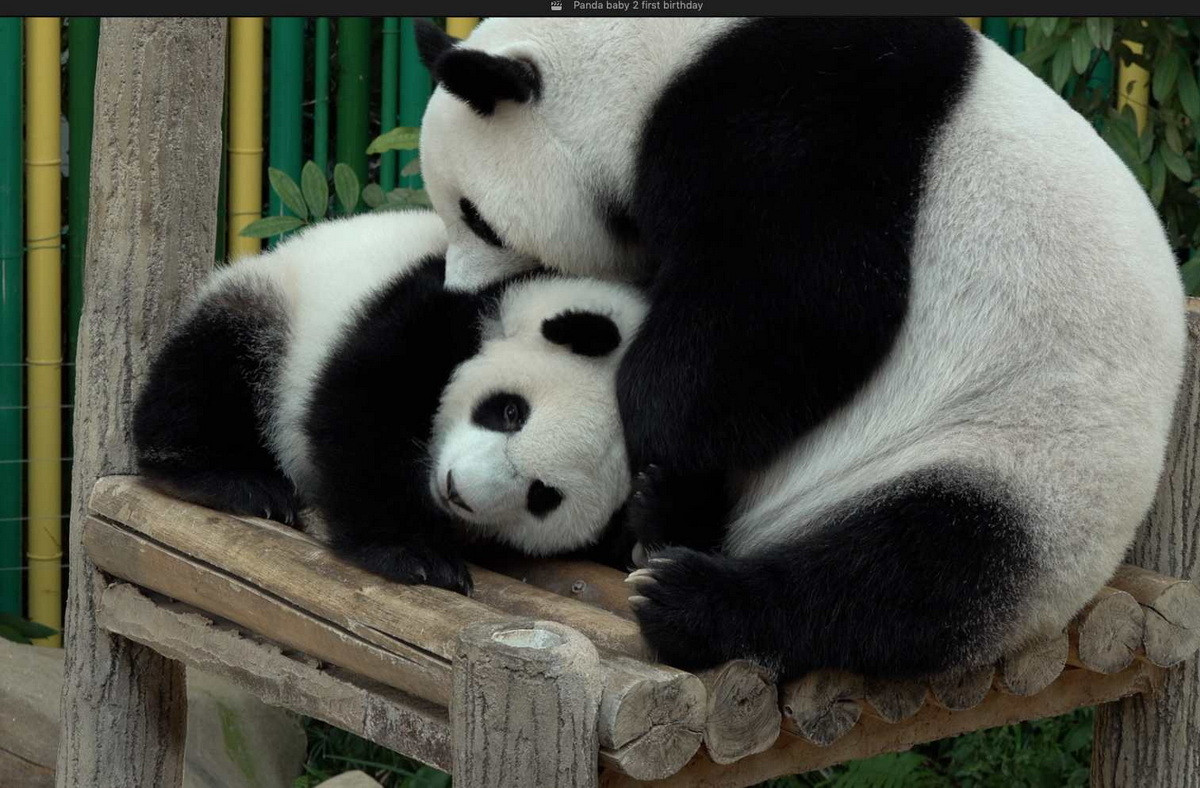 Trong tất cả các loài gấu, gấu trúc được coi là loài hiền lành nhất. Dù vậy chúng vẫn có thể tấn công và gây thương tích cho con người nếu bị trêu chọc.