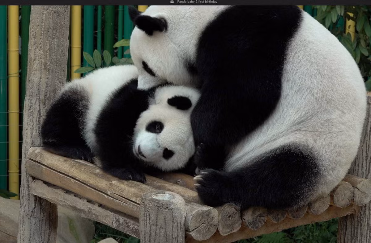 Trong tất cả các loài gấu, gấu trúc được coi là loài hiền lành nhất. Dù vậy chúng vẫn có thể tấn công và gây thương tích cho con người nếu bị trêu chọc.