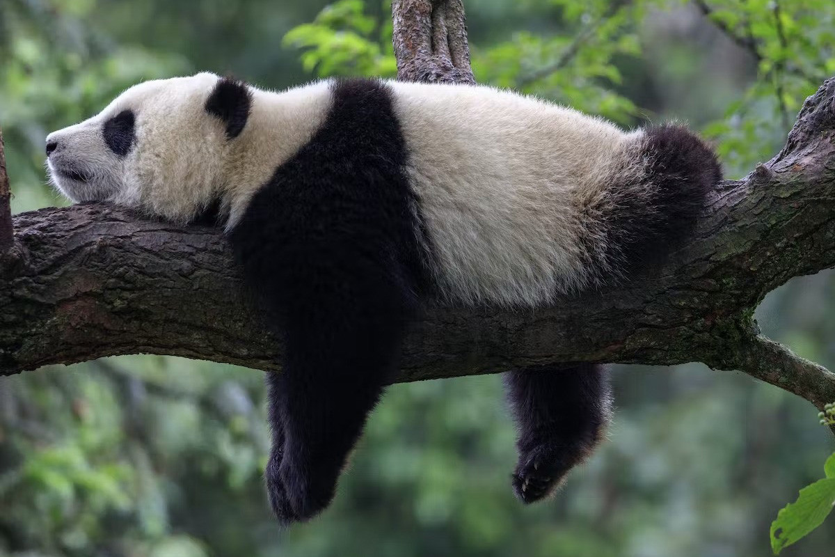 Mặc dù thuộc họ Gấu (Ursidae), gồm những loài gấu nâu, gấu Bắc Cực, gấu ngựa..., gấu trúc có rất nhiều điểm khác biệt so với những “người anh em” của mình. Trước hết, về ngoại hình, chúng dễ dàng được nhận ra bởi các mảng màu đen xung quanh mắt, trên tai, và tứ chi.