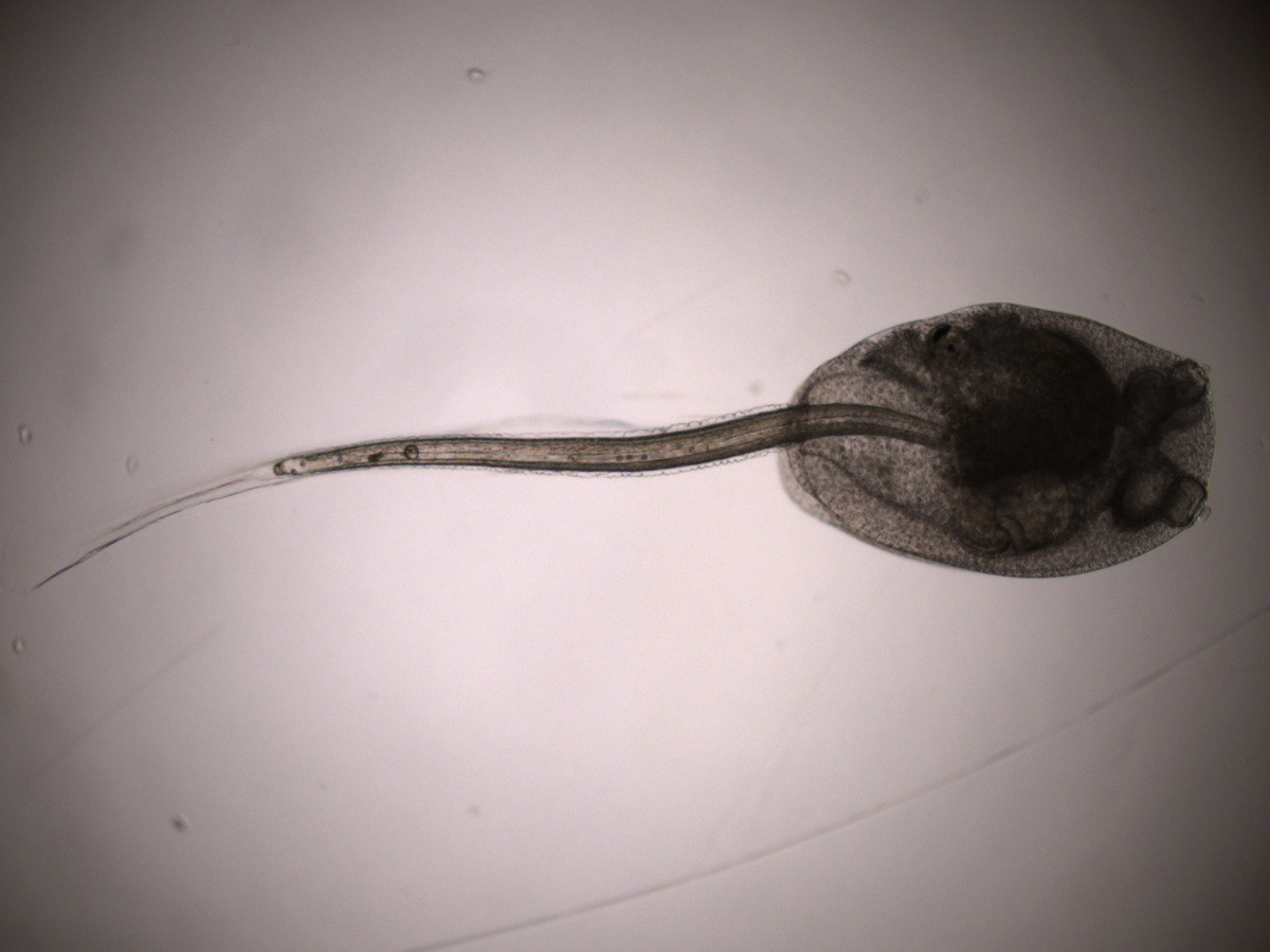 Ấu trùng hải tiêu mang hình thái rất giống một con nòng nọc, có mắt, não và đuôi, bơi lội tự do. Ở giữa thân chúng có một sợi dây sống, với một ống thần kính - dấu hiệu của động vật cấp cao - đi thẳng đến tận đầu mút của thân.