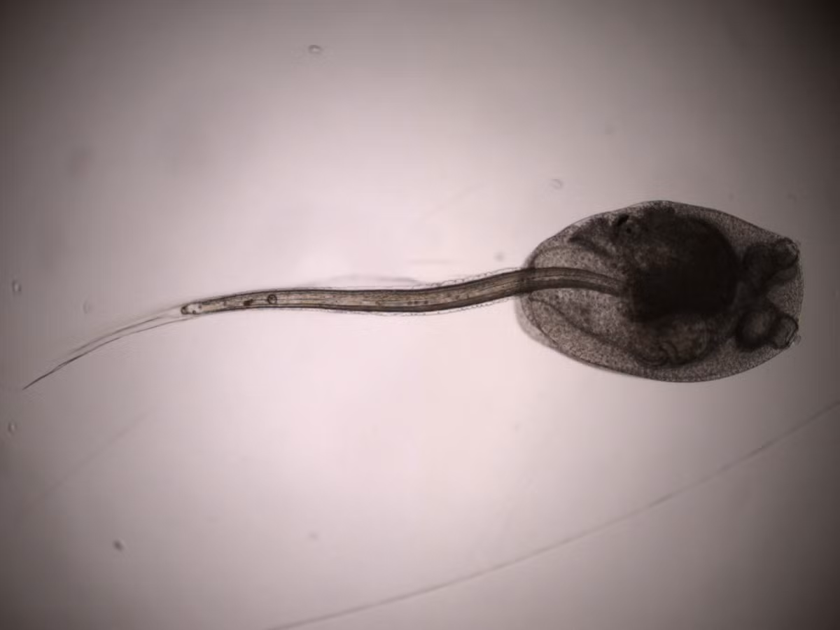 Ấu trùng hải tiêu mang hình thái rất giống một con nòng nọc, có mắt, não và đuôi, bơi lội tự do. Ở giữa thân chúng có một sợi dây sống, với một ống thần kính - dấu hiệu của động vật cấp cao - đi thẳng đến tận đầu mút của thân.