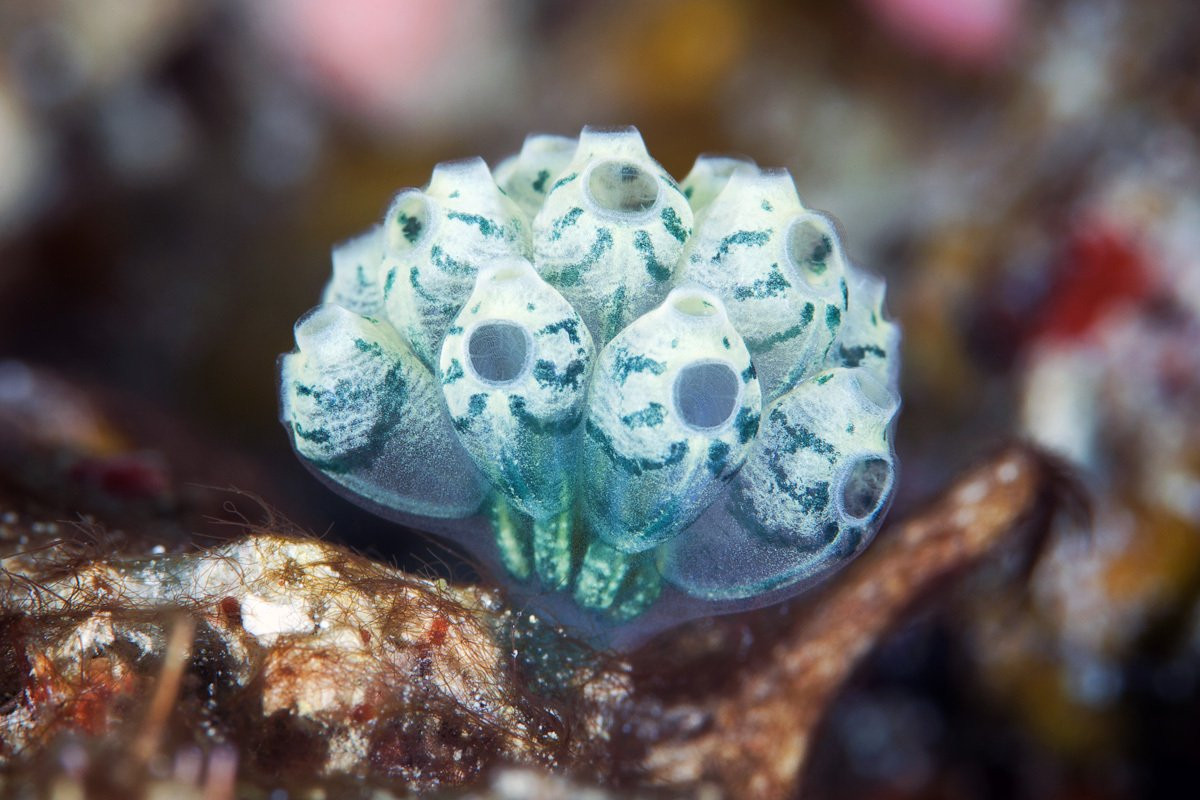 Bên cạnh sinh sản hữu tính (có sự kết hợp giữa trứng và tinh trùng), hải tiêu còn sinh sản vô tính. Khi đó, từ thân hải tiêu sẽ mọc chồi. Chồi này lớn dần lên rồi rời khỏi thân mẹ phát triển thành một cơ thể mới.