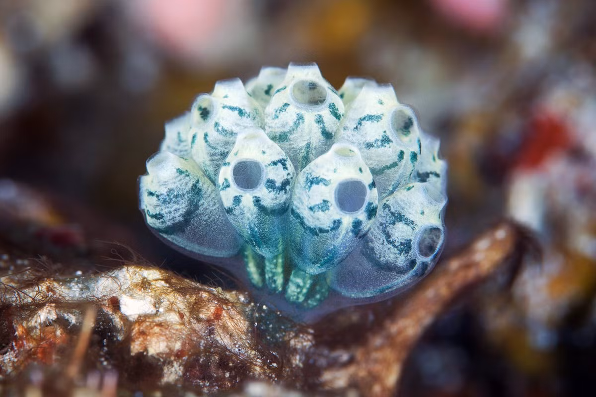 Bên cạnh sinh sản hữu tính (có sự kết hợp giữa trứng và tinh trùng), hải tiêu còn sinh sản vô tính. Khi đó, từ thân hải tiêu sẽ mọc chồi. Chồi này lớn dần lên rồi rời khỏi thân mẹ phát triển thành một cơ thể mới.