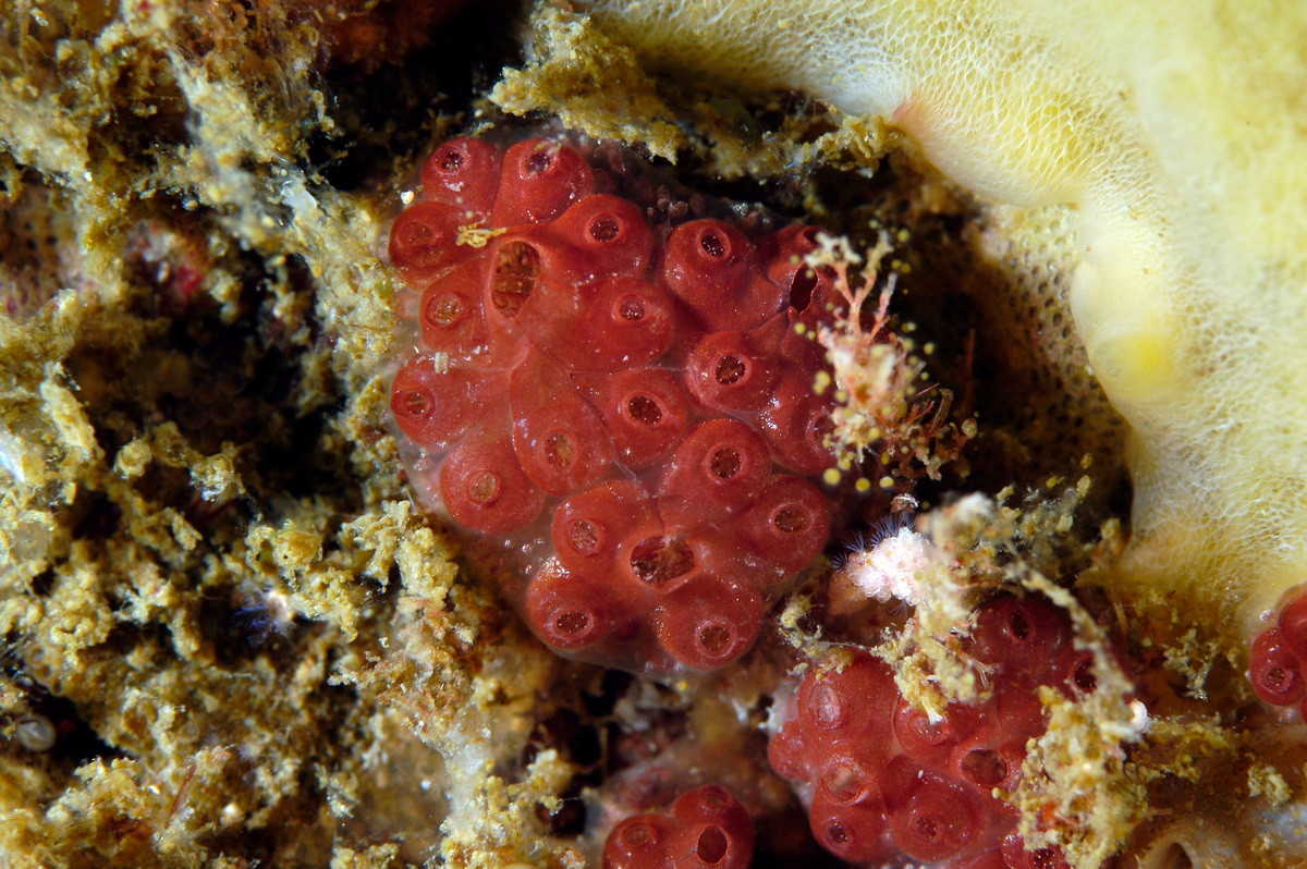 Một số loài hải tiêu, đặc biệt trong họ Molgulidae, không trải qua sự biến thái. Ở các loài này, phôi phát triển trực tiếp thành cá thể non có hình dạng giống phiên bản thu nhỏ của cá thể trưởng thành mà không trải qua giai đoạn ấu trùng có đuôi.