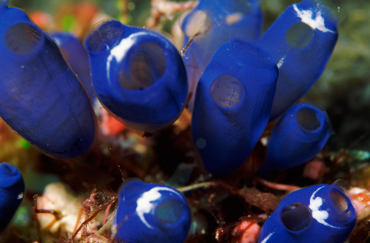 Đối với các nhà sinh vật học, hải tiêu là một đối tượng quan trọng trong việc nghiên cứu nguồn gốc và quá trình tiến hóa của các loài động vật có xương sống.