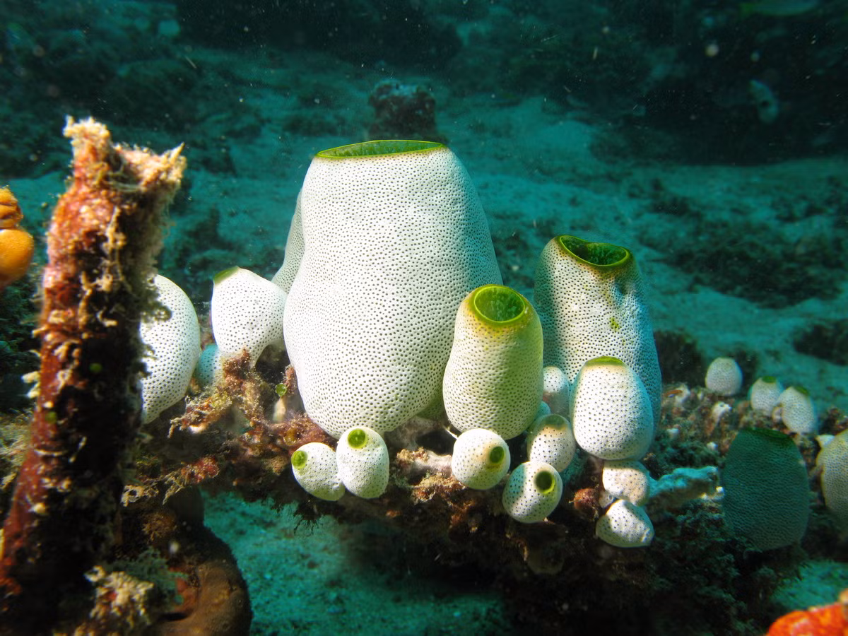 Là loài động vật sống tại chỗ, cơ thể hải tiêu được bọc bên ngoài bằng một lớp vỏ làm từ tunicin (cellulose động vật), có vai trò bảo vệ và làm khuôn hình dạng. Chính vì vậy mà chúng còn được gọi là "động vật có bao" (chữ "tiêu" trong tên gọi hải tiêu nghĩa là vỏ bao).