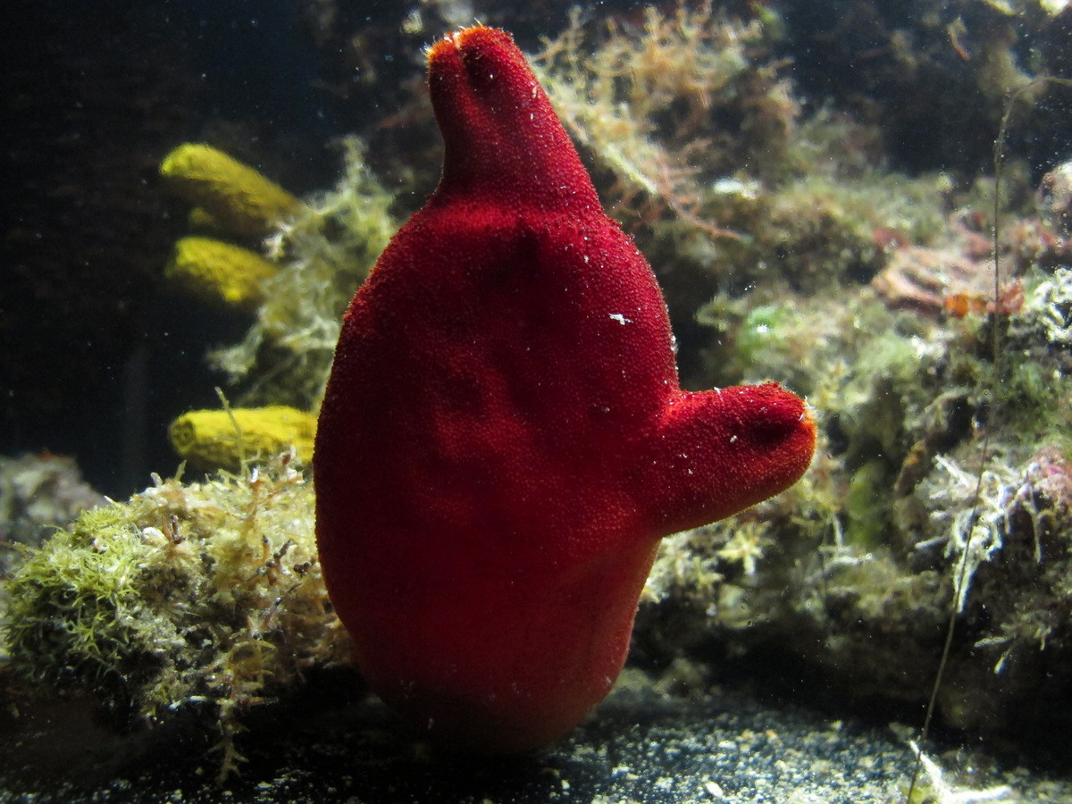 Ở dạng trưởng thành, hải tiêu hầu như không mang đặc điểm nào của động vật của dây sống. Những đặc điểm này chỉ thể hiện ở hải tiêu non, được ra đời bằng hình thức sinh sản hữu tính.