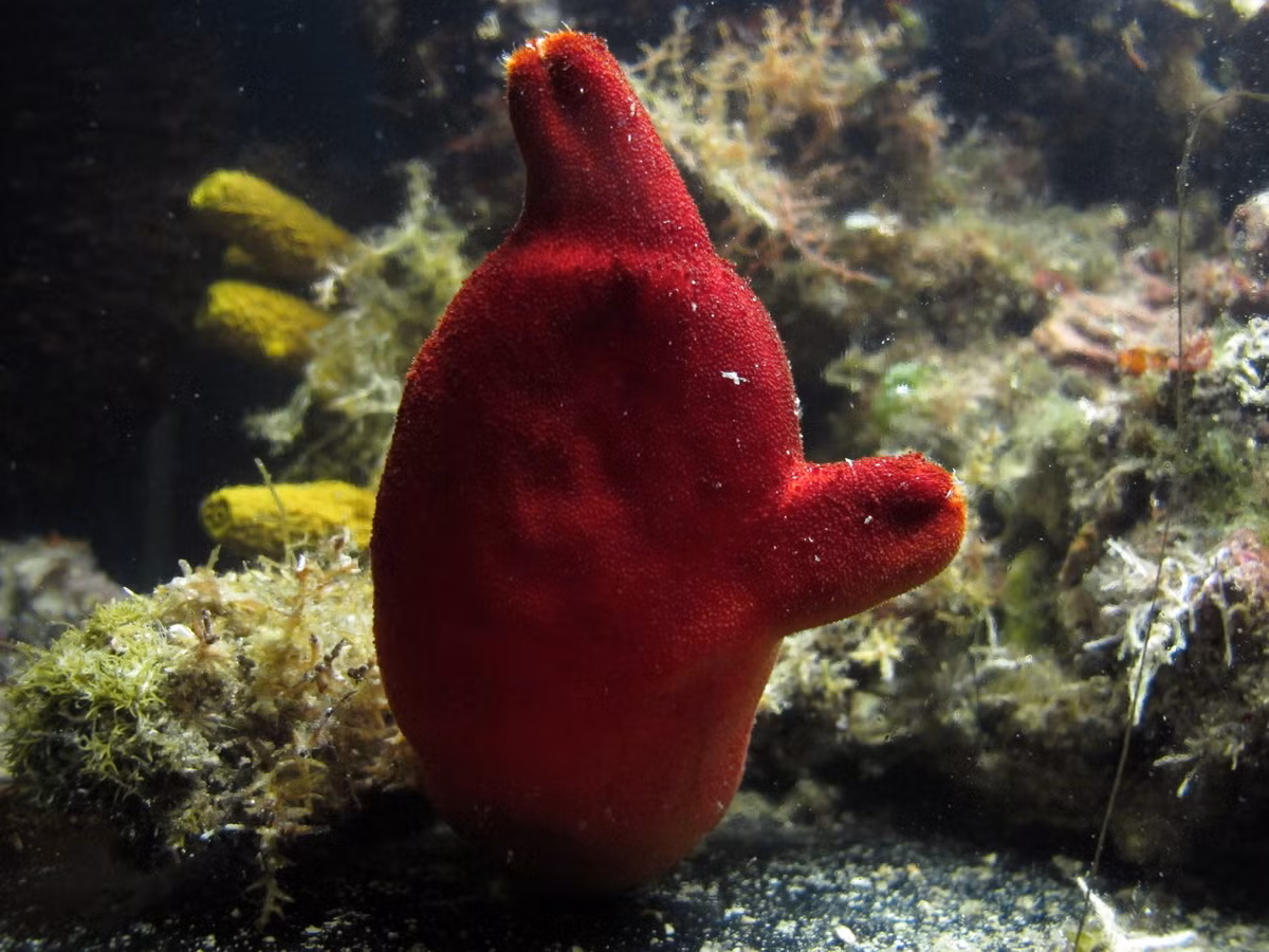 Ở dạng trưởng thành, hải tiêu hầu như không mang đặc điểm nào của động vật của dây sống. Những đặc điểm này chỉ thể hiện ở hải tiêu non, được ra đời bằng hình thức sinh sản hữu tính.