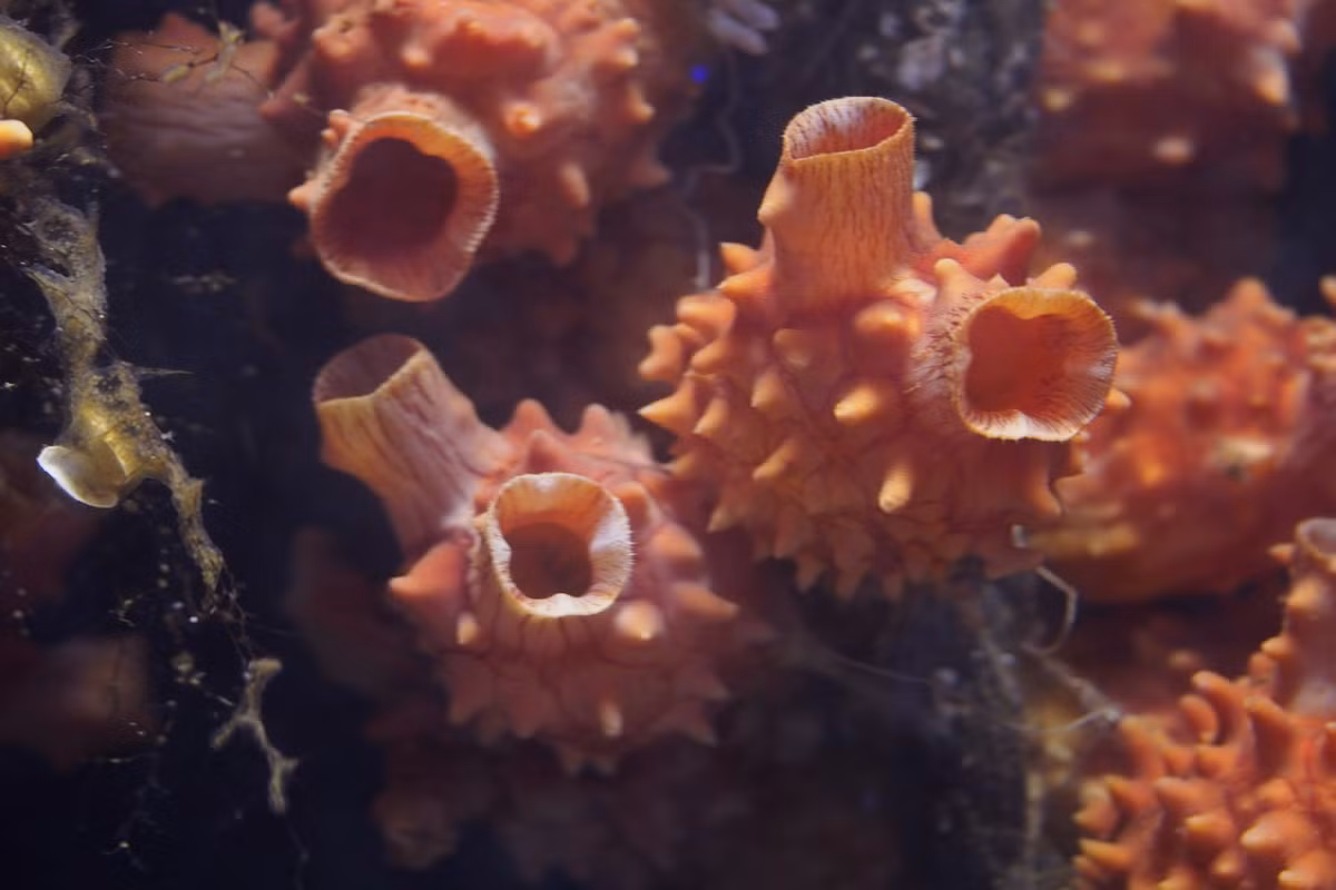 Hình dạng của hải tiêu rất phong phú. Tùy theo loài mà chúng trồng giống như ngón tay, quả cà, bông hoa, thạm chí là một chiếc ấm pha trà. Các con vật này đưa nước vào ra qua mang để hấp thụ oxy, qua đường ruột để hấp thụ dinh dưỡng là những sinh vật nhỏ trong nước.