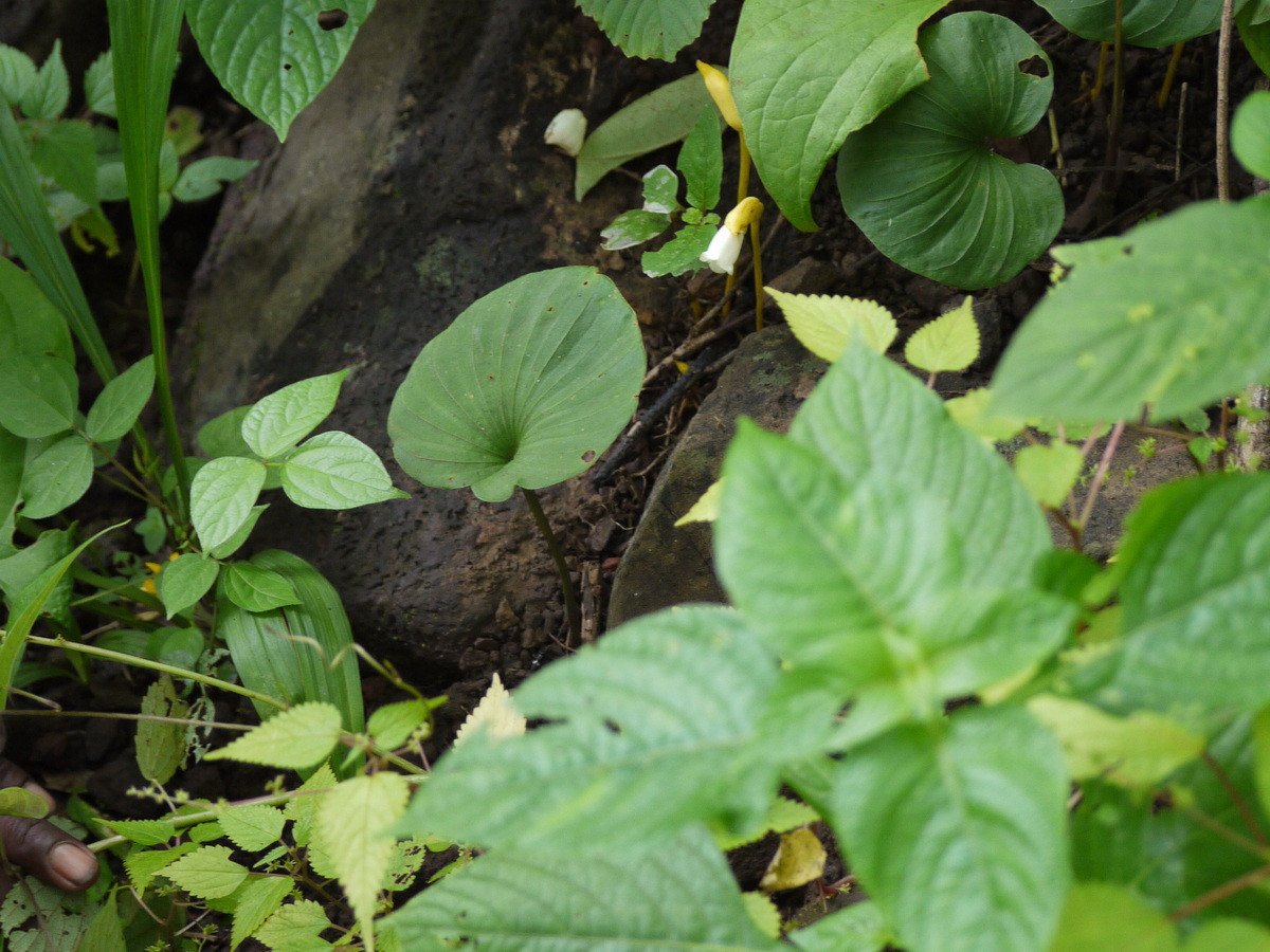 Các loài cây này sống chủ yếu dưới tán rừng có độ ẩm cao của các tỉnh miền núi phía Bắc và Tây Nguyên.