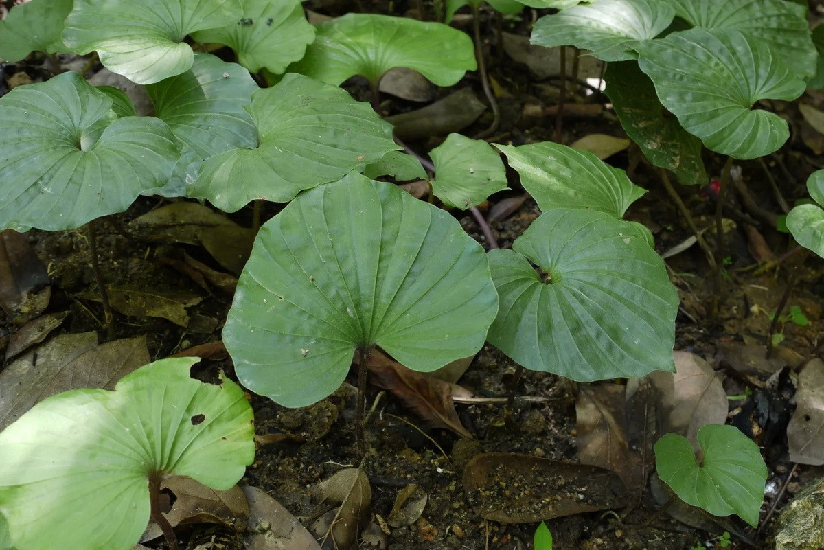 Do bị khai thác nhiều, trữ lượng lan một lá trong tự nhiên ở Việt Nam ngày càng suy giảm. Việc tiến hành nghiên cứu để nhân giống loài cây quý này đã được thực hiện ở nước ta những năm gần đây.