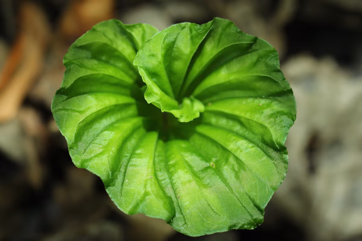 Lá và củ của cây được dùng làm thuốc giải độc, làm mát phổi, chữa ho lâu ngày, ho lao, viêm phế quản, nhai củ tươi có thể làm giảm khát nước, bồi dưỡng cơ thể.