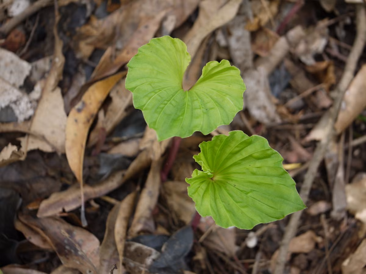 Trong dân gian, từ lâu nay, lan một lá đã được coi là cây thuốc quý. Tất cả các bộ phận của cây một lá đều có thể làm thuốc, dùng tươi hoặc phơi khô.