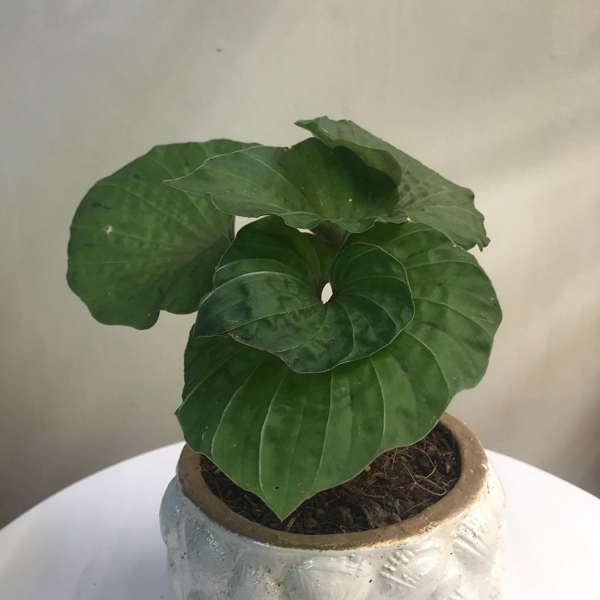 Bên cạnh giá trị dược liệu, cây một lá còn được những người chơi cây cảnh trên thế giới ưa chuộng trên thế giới như một loại cây độc đáo, hiếm gặp.