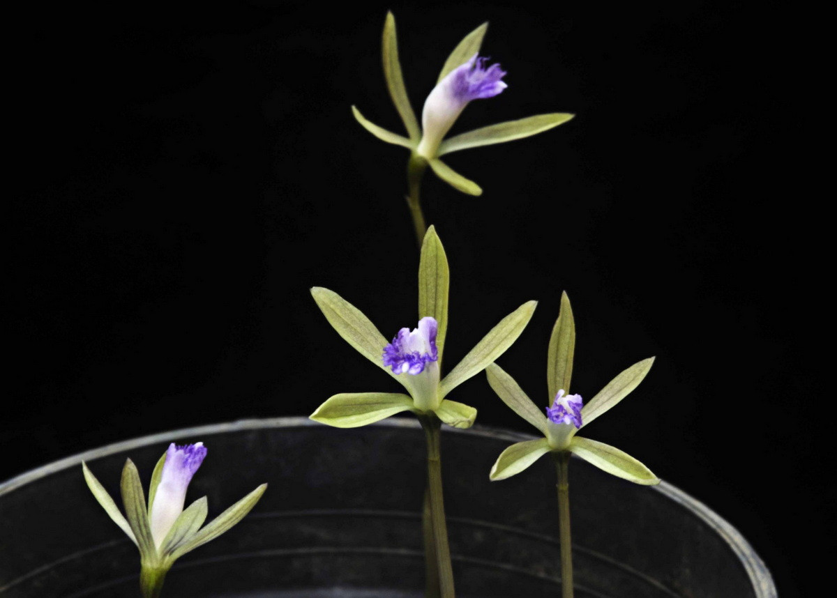 Lan một lá có một hoặc hai hoa mọc ra từ một thân thẳng. Khi ra hoa, cây không có lá. Chỉ sau khi hoa nở hết, chiếc lá mới bắt đầu phát triển.