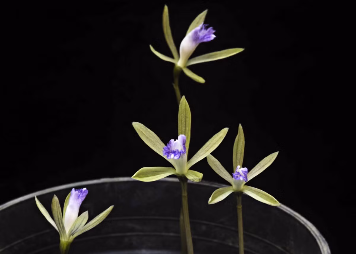 Lan một lá có một hoặc hai hoa mọc ra từ một thân thẳng. Khi ra hoa, cây không có lá. Chỉ sau khi hoa nở hết, chiếc lá mới bắt đầu phát triển.