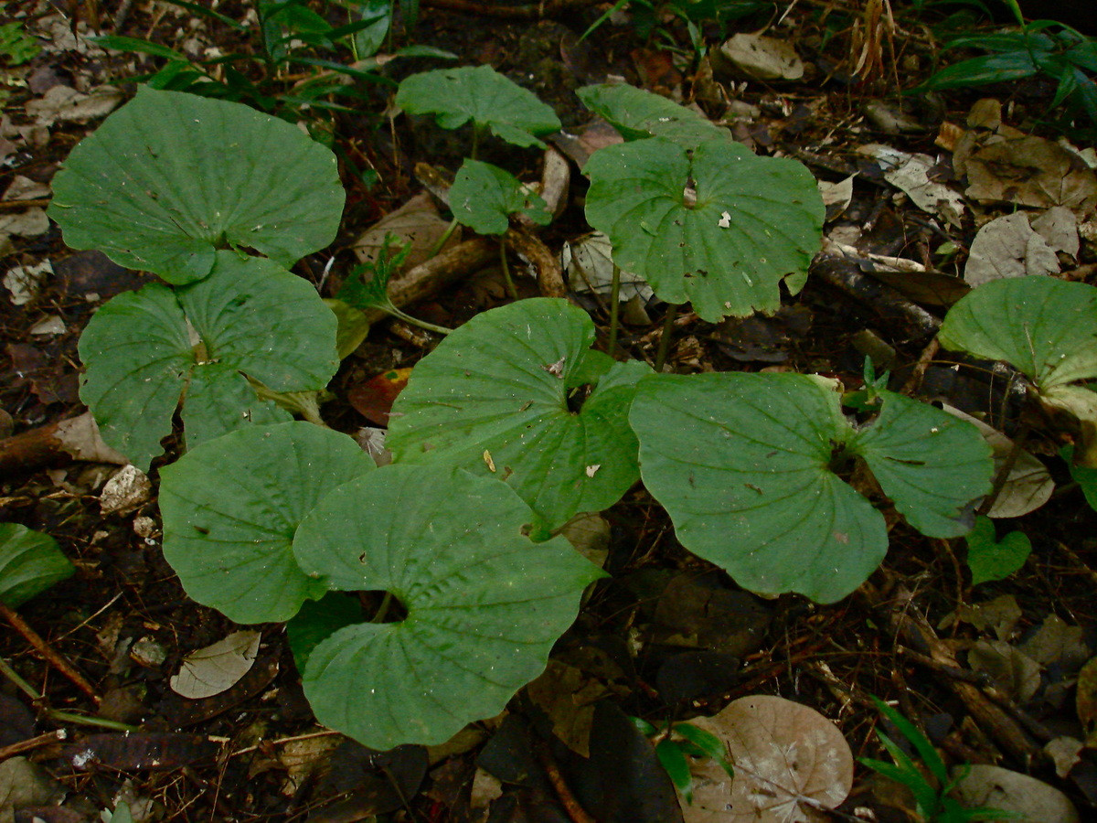 Tại Việt Nam, có 5 loài lan một lá đã được ghi nhận, gồm Nervilia aragoana, Nervilia crispata, Nervilia fordii, Nervilia plicata và Nervilia prainiana.