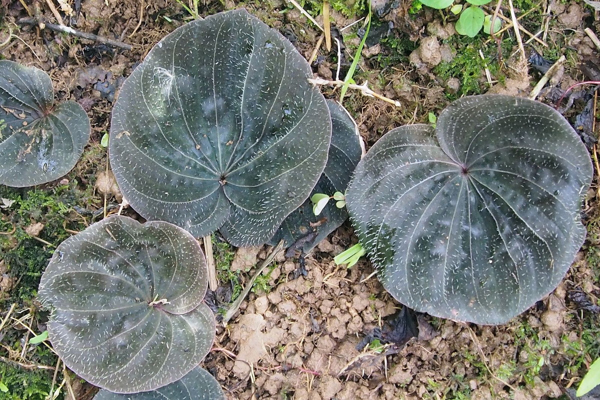 Hiện nay, khoảng 80 loài lan một lá đã được phát hiện, phân bố rộng rãi ở lục địa châu Phi, châu Á và các các đảo khác nhau của Thái Bình Dương và Ấn Độ Dương.