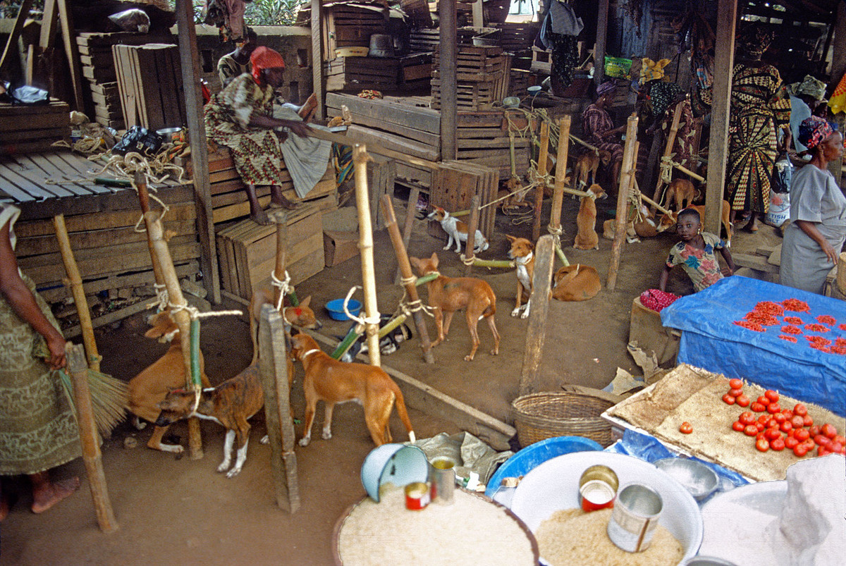 Khu bán chó - để làm thịt - ở chợ.