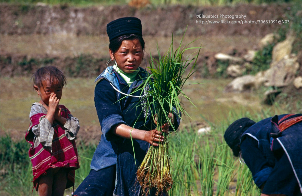 Cô gái H'Mông cấy lúa.