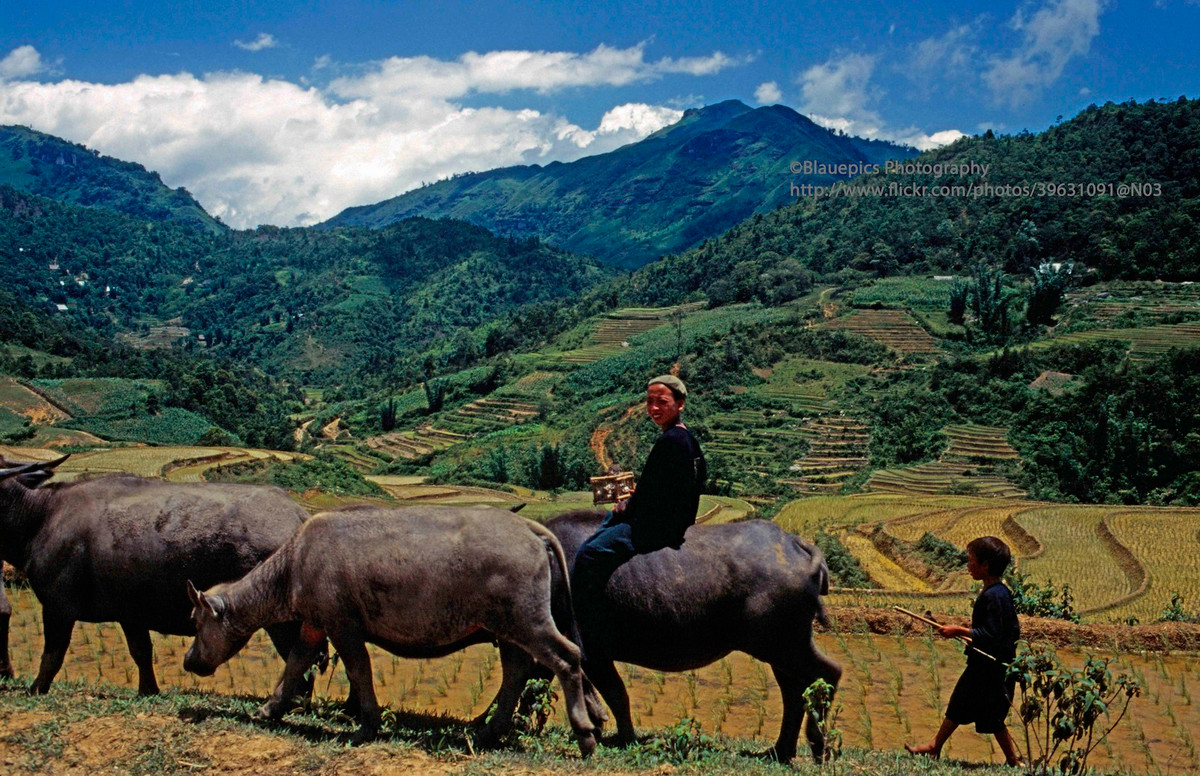 Đàn trâu trên thửa ruộng bậc thang gần một bản của người H'Mông.