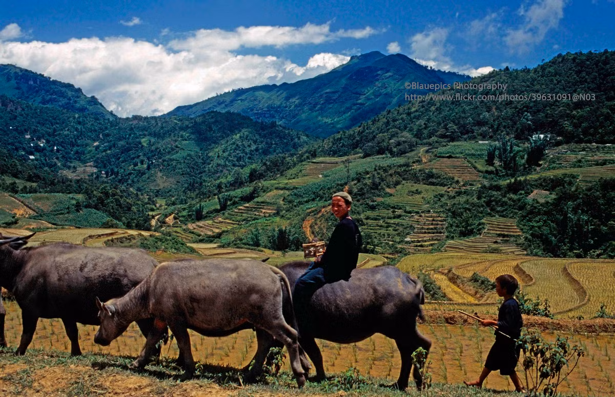 Đàn trâu trên thửa ruộng bậc thang gần một bản của người H'Mông.