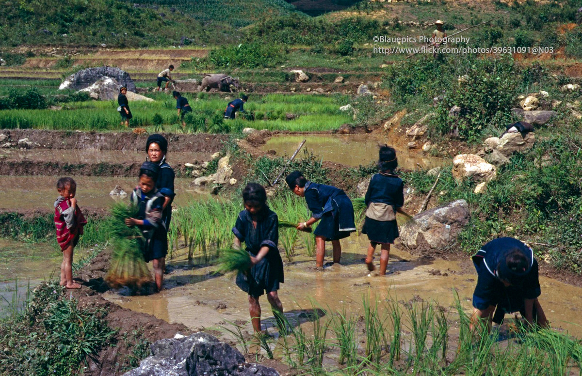 Đồng bàn dân tộc H'Mông làm việc trên ruộng lúa.