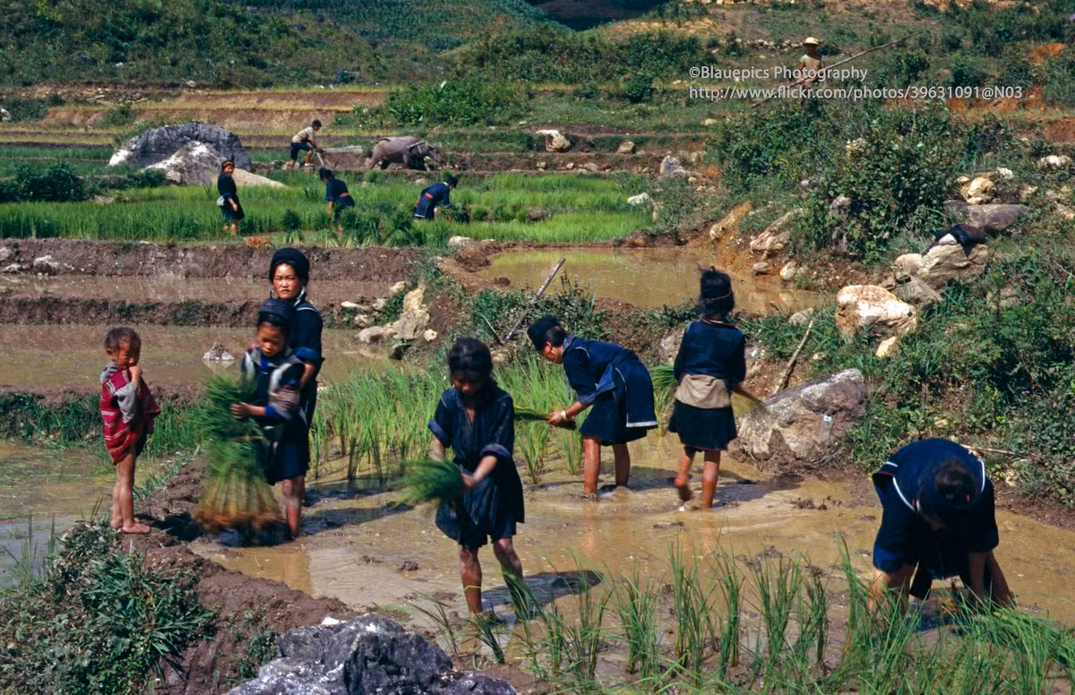 Đồng bàn dân tộc H'Mông làm việc trên ruộng lúa.