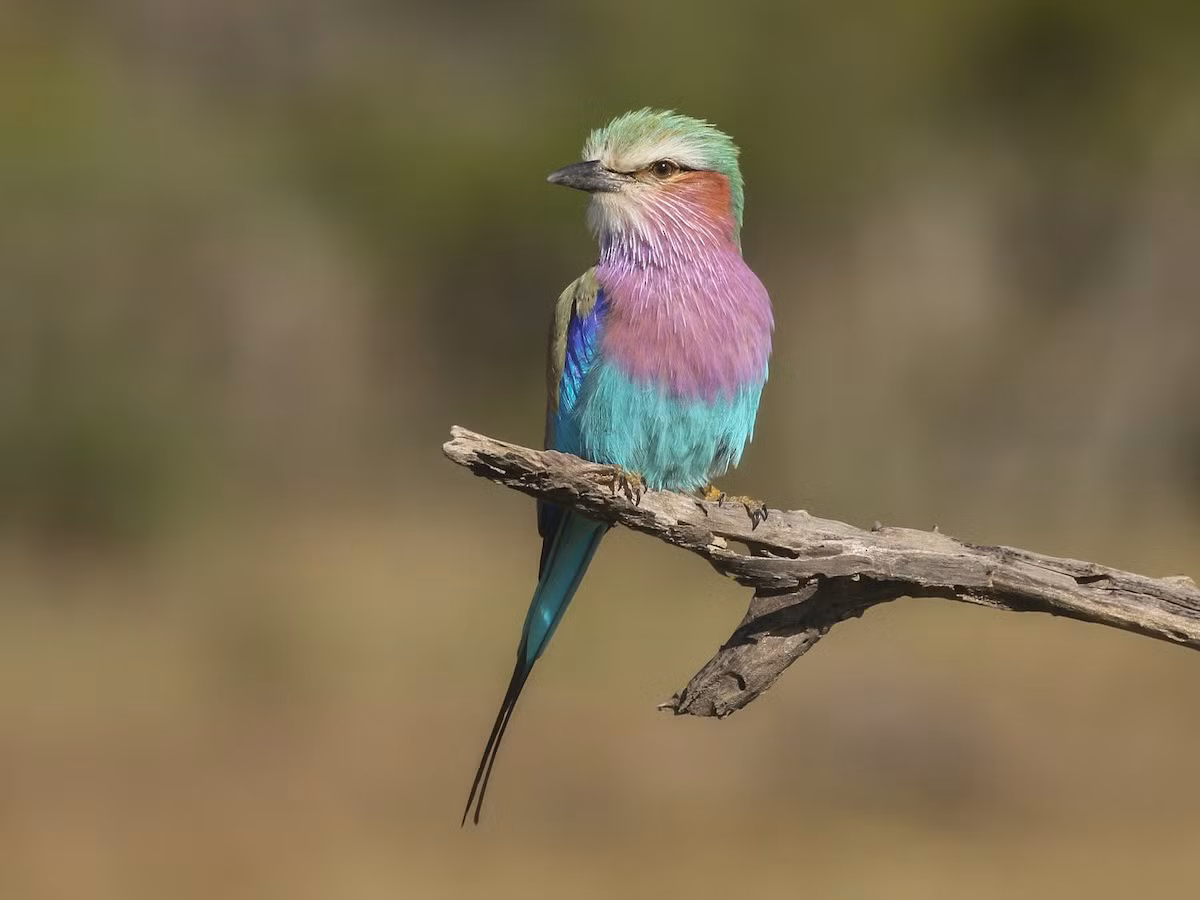  Quốc điểu Kenya: Sả ngực hoa cà (Coracias caudate).