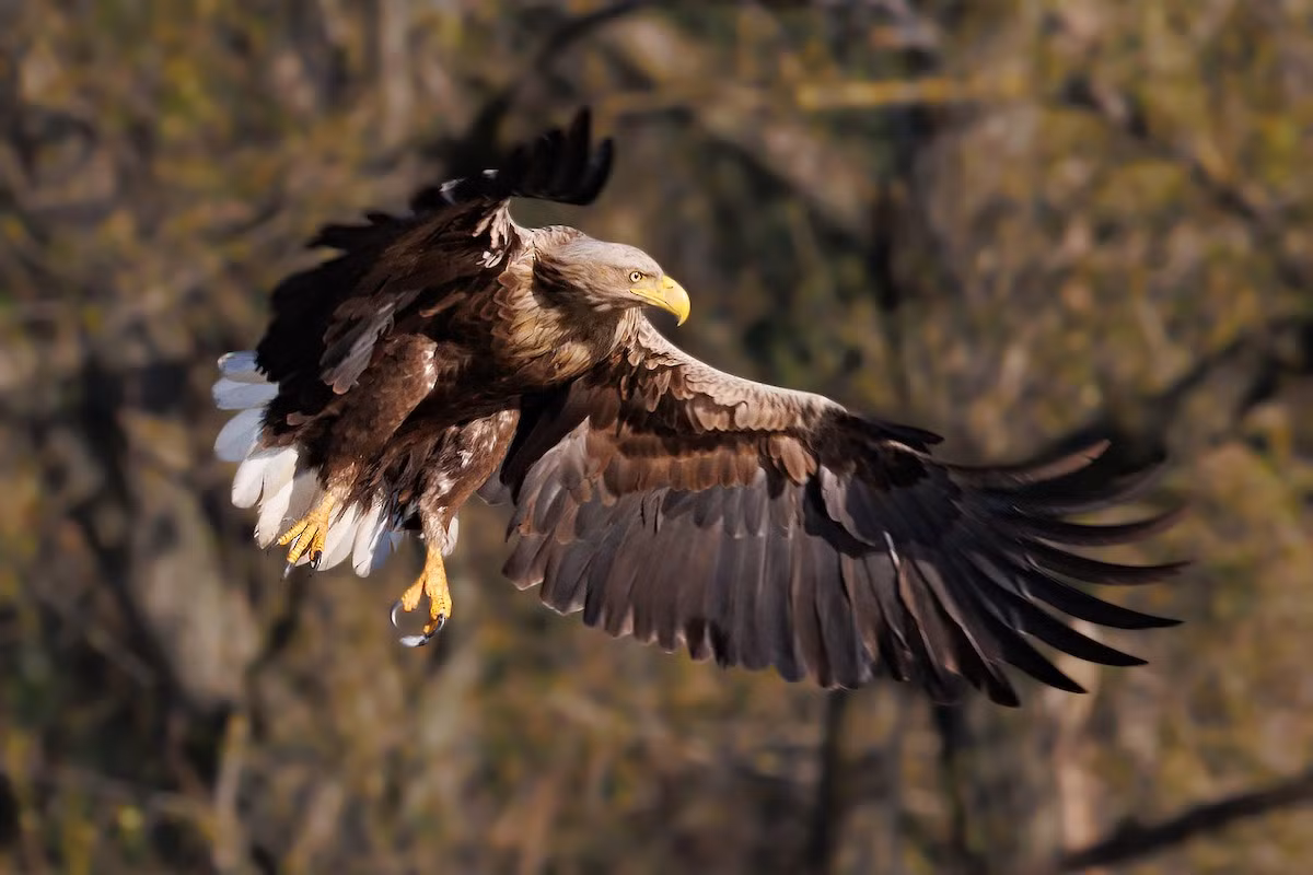  Quốc điểu Ba Lan: Đại bàng đuôi trắng (Haliaeetus albicilla).