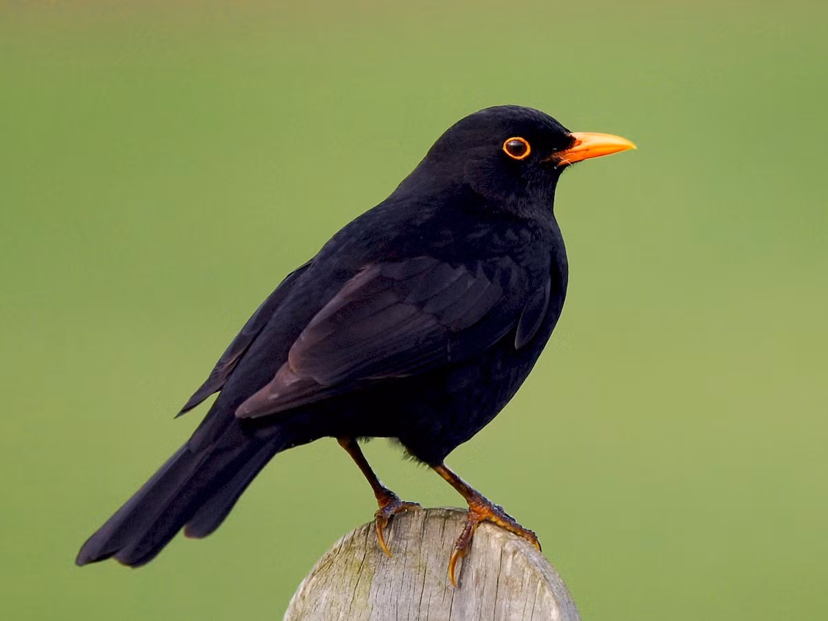  Quốc điểu Thụy Điển: Hoét đen (Turdus merula).