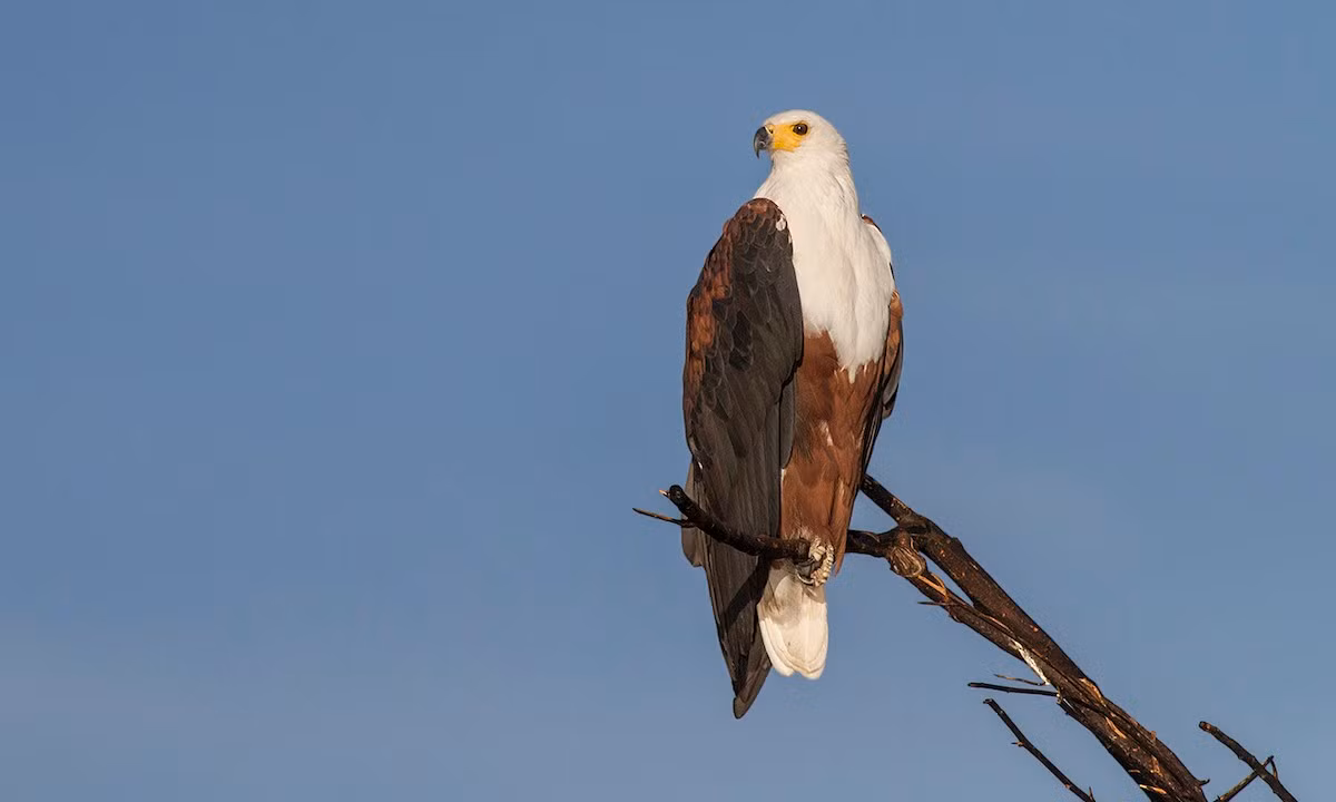  Quốc điểu Zimbabwe: Đại bàng cá châu Phi (Haliaeetus vocifer).