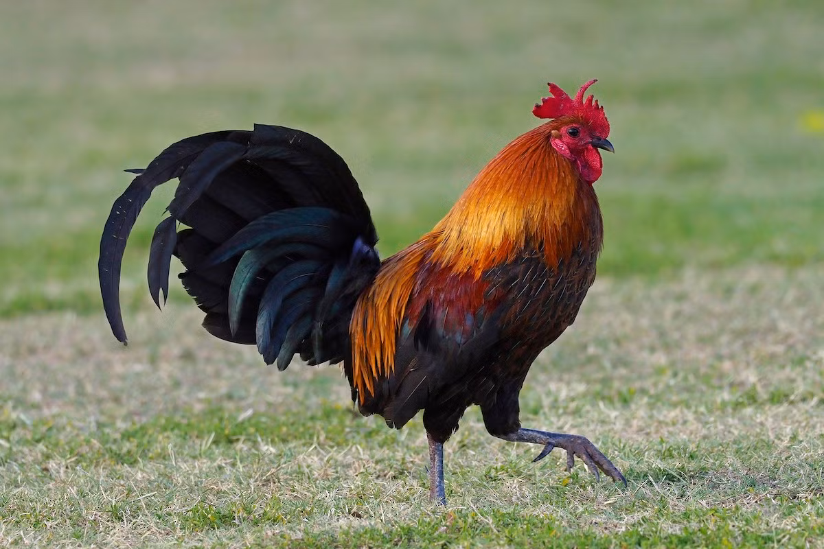 Quốc điểu Pháp: Gà (Gallus gallus).