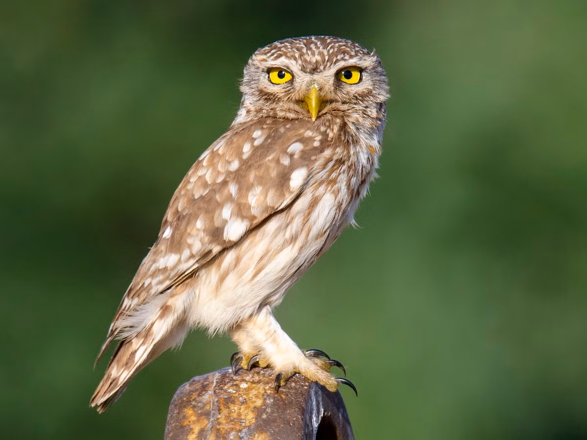  Quốc điểu Hy Lạp: Cú nhỏ (Athene noctua).