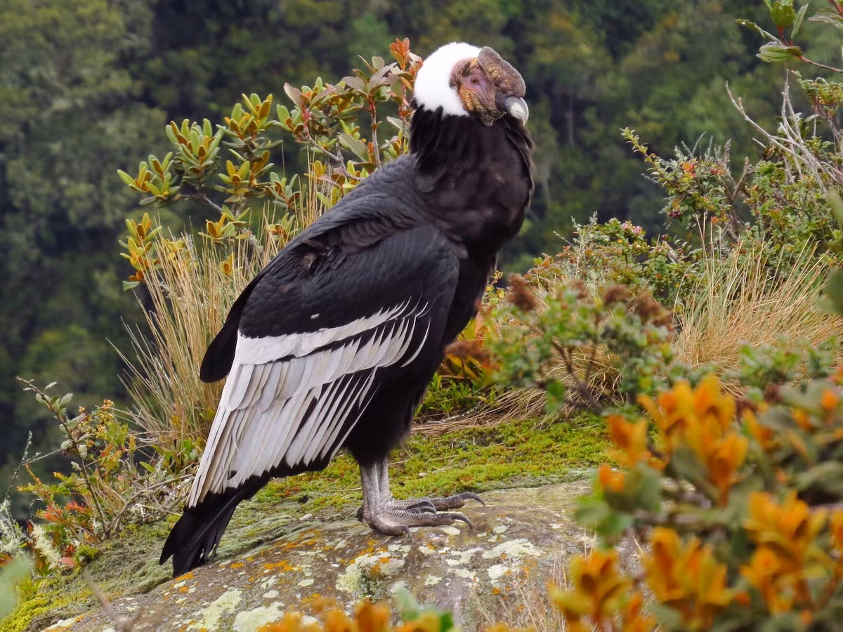  Quốc điểu Colombia: Kền kền Andes (Vultur gryphus).