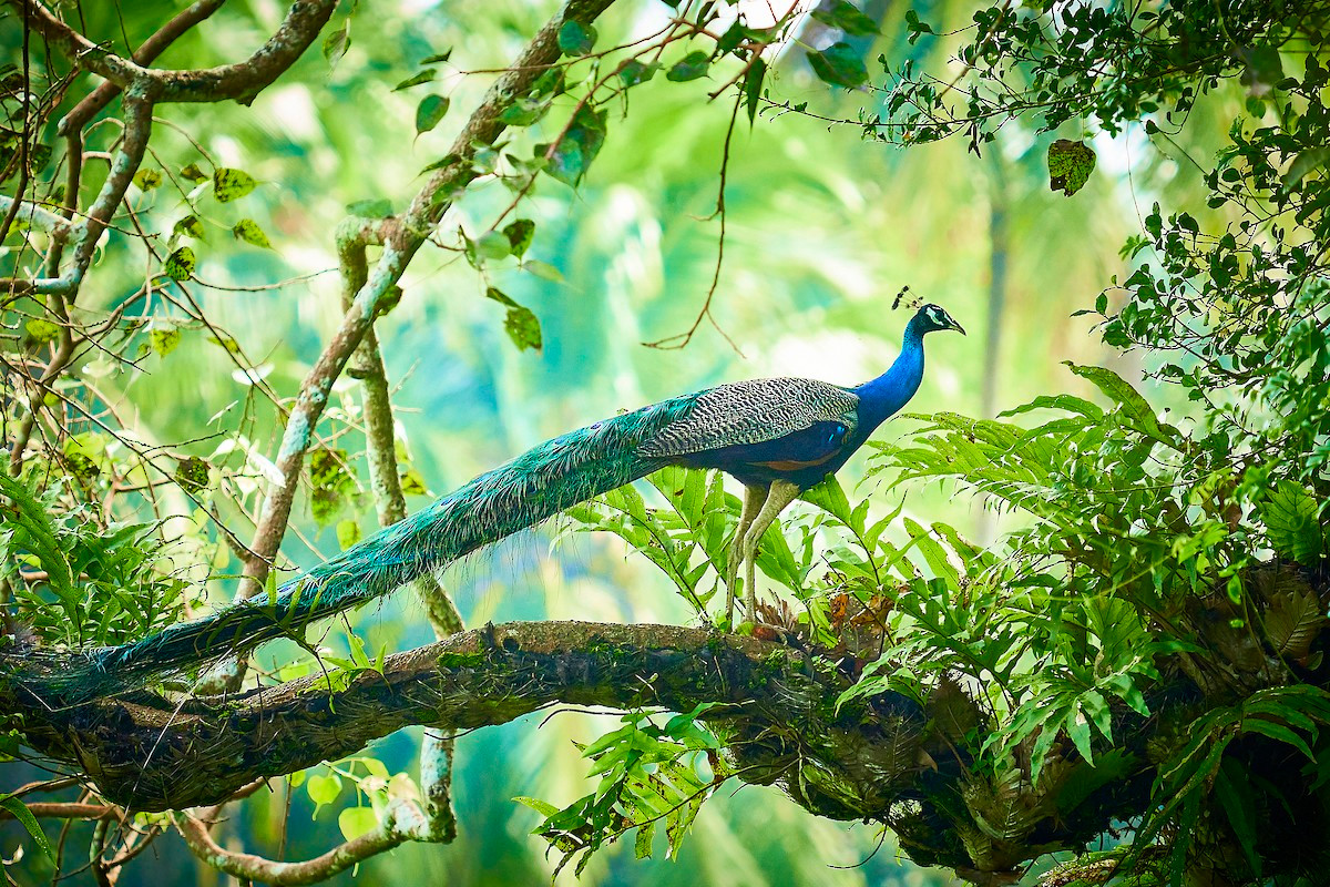  Quốc điểu Ấn Độ: Công lam Ấn Độ (Pavo cristatus).