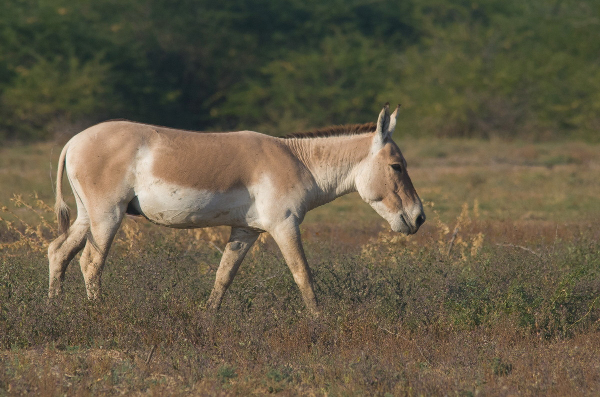 Lừa rừng (Equus hemionus) sinh sống ở các vùng sa mạc của Syria, Iran, Ấn Độ và Tây Tạng. Loài này lớn hơn lừa hoang châu Phi và nổi tiếng là khó thuần hóa. Chúng từng được người Sumer cổ đại sử dụng để kéo xe kể từ khoảng năm 2.600 TCN.