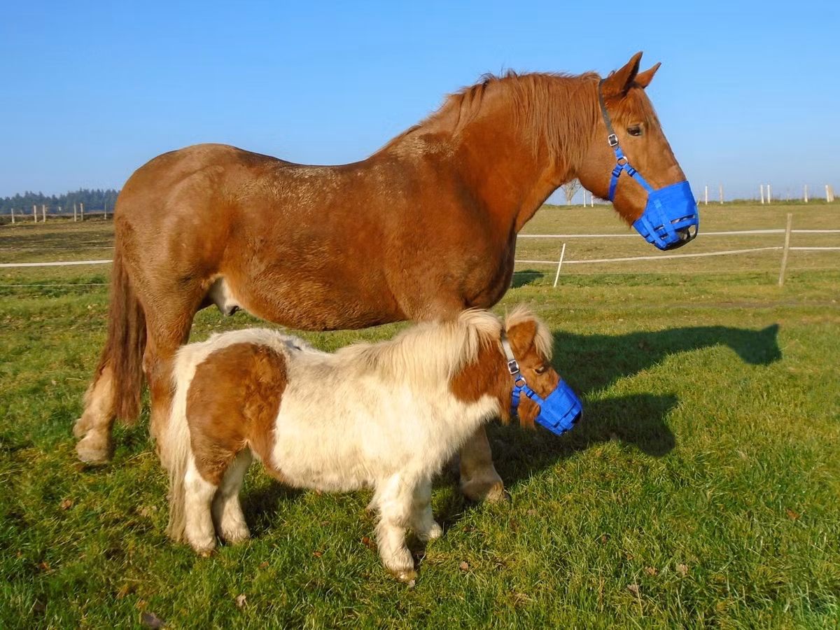 Ngựa nhà (Equus ferus caballus) được coi là một phân loài của ngựa hoang, phổ biến toàn cầu, có kích cỡ, màu sắc và kiểu hình đa dạng tùy thuộc vào các nòi. Chúng được thuần dưỡng từ khoảng năm 4.000–4.500 TCN. Một số tài liệu coi đây là loài riêng với tên khoa học Equus caballus.
