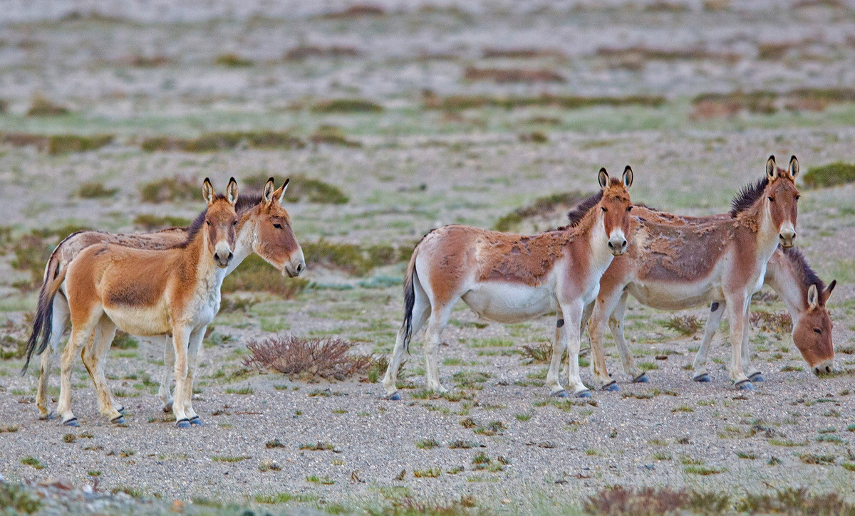 Loài này có tập tính đứng thành vòng tròn để tự vệ trước những bầy chó sói và ăn tuyết vào mùa đông để bổ sung nước. Số lượng của chúng còn khá đông đảo trong tự nhiên, với ba phân loài được công nhận là phân loài Đông, Tây và Nam.