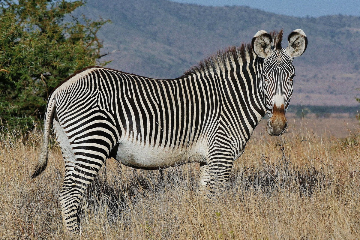 Ngựa vằn Grevy (Equus grevyi) là loài ngựa vằn lớn nhất, được ghi nhận ở Kenya và Ethiopia. So với các loài ngựa vằn còn lại, chúng có tai lớn, cao hơn và sọc trên da hẹp hơn.