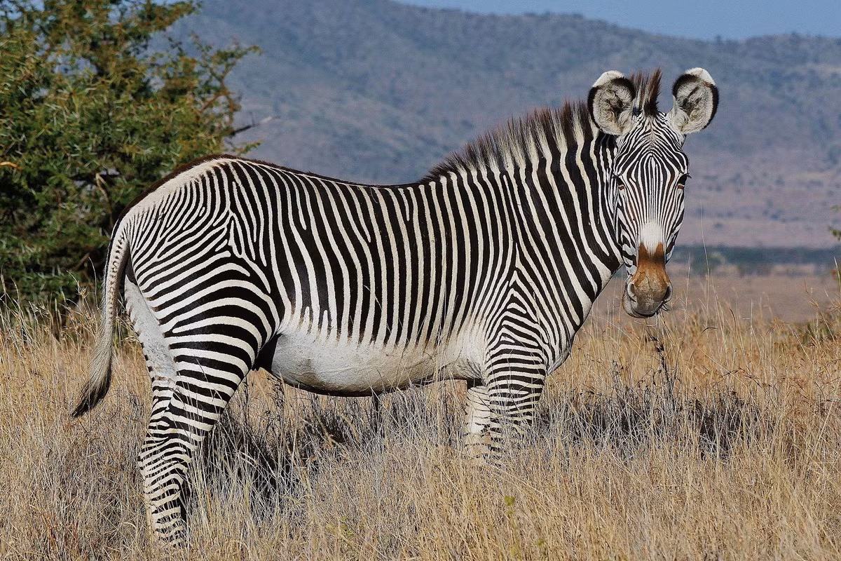 Ngựa vằn Grevy (Equus grevyi) là loài ngựa vằn lớn nhất, được ghi nhận ở Kenya và Ethiopia. So với các loài ngựa vằn còn lại, chúng có tai lớn, cao hơn và sọc trên da hẹp hơn.