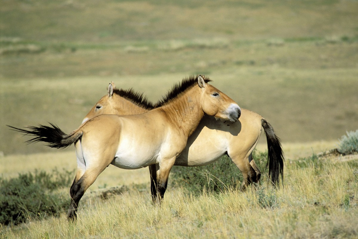 Ngựa hoang (Equus ferus) được coi là loài điển hình của họ Ngựa, từng phổ biến khắp lục địa Á - Âu thời tiền sử. Đây là tổ tiên của tất cả các giống ngựa nhà được biết đến ngày nay.