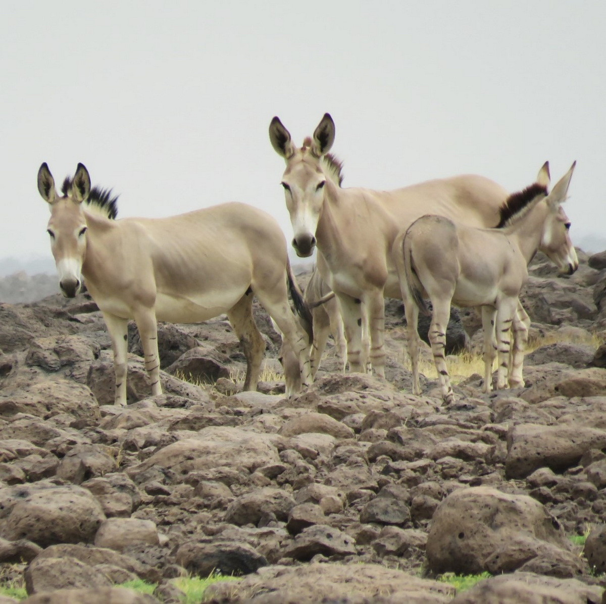 Có hai phân loài lừa hoang châu Phi, là lừa hoang Nubia và lừa hoang Somali, đều thuộc diện Cực kỳ nguy cấp. Phân loài Somali có sọc ở chân như ngựa vằn.