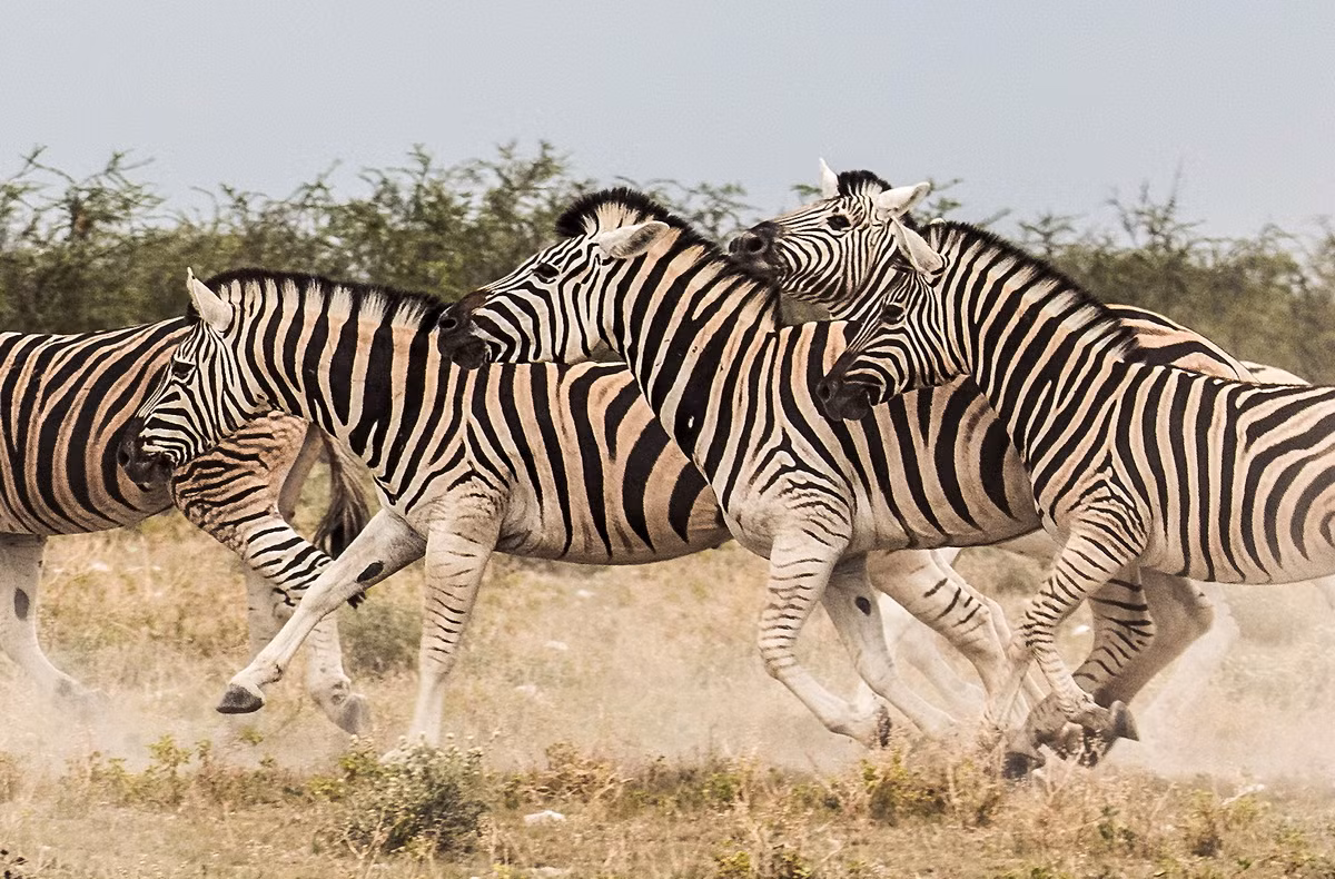 Ngựa vằn đồng bằng (Equus quagga) phân bố ở phía Đông và Nam châu Phi. Là loài ngựa vằn phổ biến nhất, chúng thường tụ họp thành đàn lớn khi di chuyển để tìm nguồn thức ăn. Bản thân chúng lại là nguồn thức ăn quan trọng cho các loài ăn thịt như sư tử, báo và cá sấu.