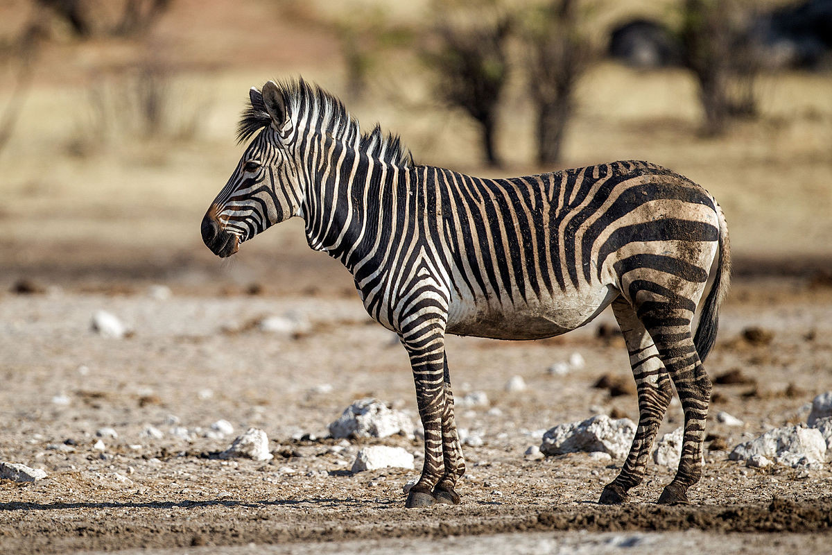Ngựa vằn núi (Equus zebra) được ghi nhận trong các khu vực miền núi hay đồi có nhiều đá ở Namibia. Chúng là những động vật leo trèo nhanh nhẹn, thích nghi với cuộc sống khô cằn, thường tụ tập thành nhóm nhỏ khoảng 7-12 con.