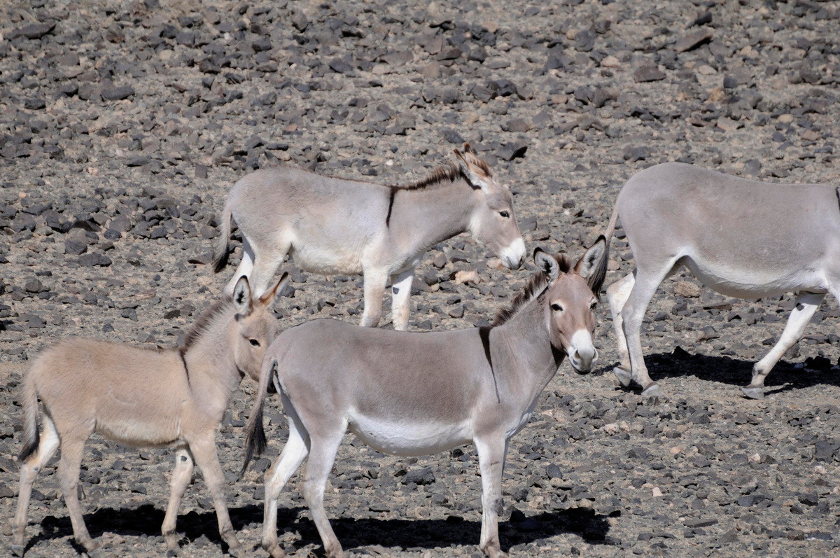 Lừa hoang châu Phi (Equus africanus) sống trong các sa mạc và các khu vực khô cằn ở Eritrea, Ethiopia và Somali. Loài này có thể sống trong môi trường sống hết sức khô hạn. Chúng là tổ tiên của lừa nhà.
