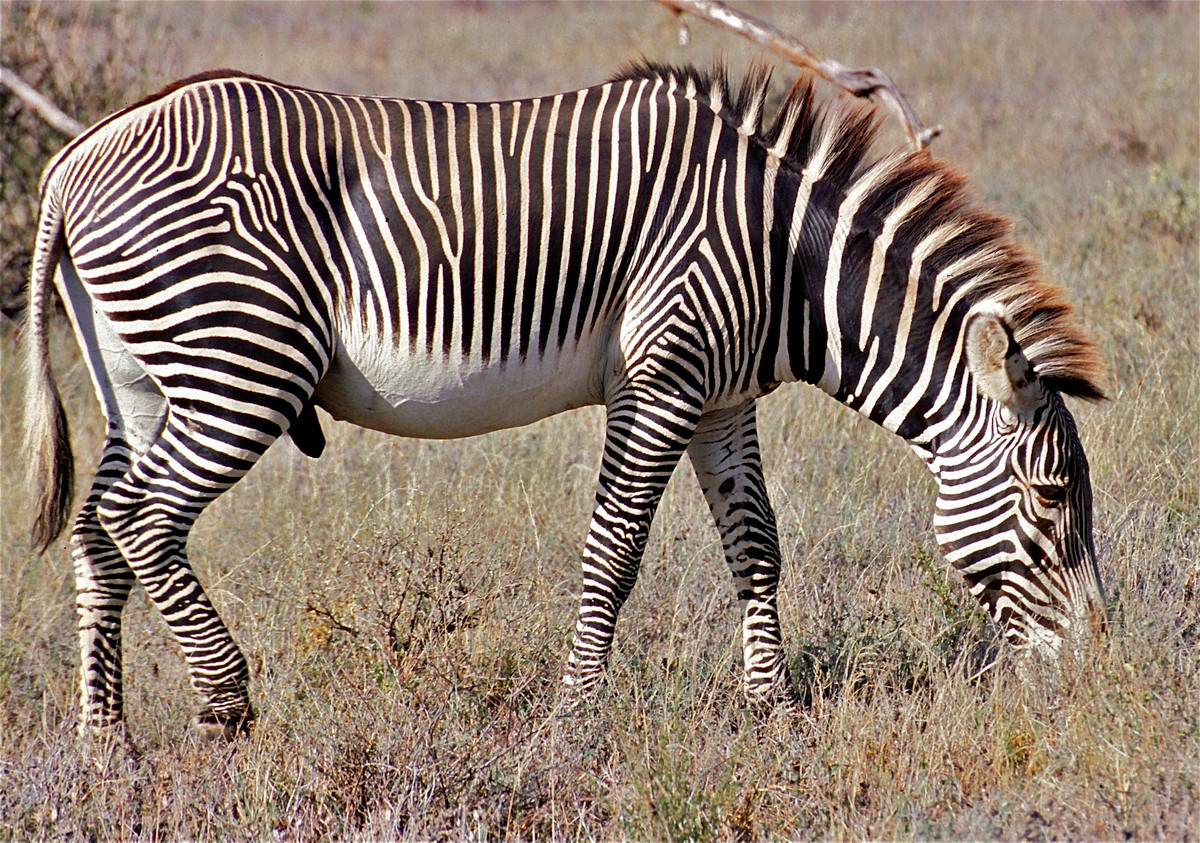 Loài ngựa vằn này có thể tồn tại đến 5 ngày mà không uống nước. Chúng được xếp vào diện Nguy cấp với số lượng còn khoảng 3.000 con.